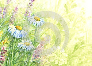 Wild flowers - watercolor background.