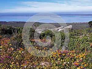 Wild flowers, West Cast National Park, Western Cape