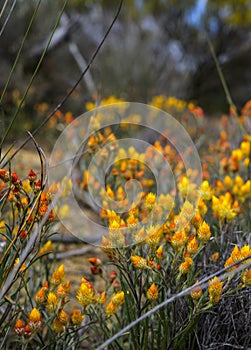 Wild Flowers of Western Australia