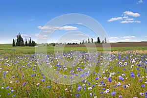 Wild flowers in Wheat fields