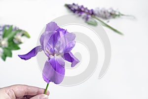 Wild flowers on a white background, irises and lilacs