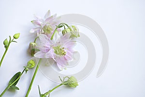 Wild flowers on a white background, irises and lilacs