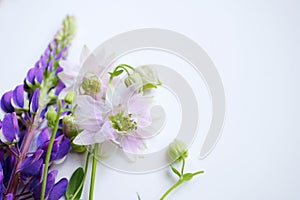 Wild flowers on a white background, irises and lilacs