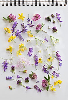 Wild flowers on a white paper