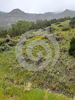 Wild flowers Wind River Reservation Canyon Thermopolis Wyoming