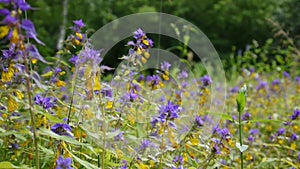 Wild flowers wood cow. Melampyrum nemorosum in the summer meadow