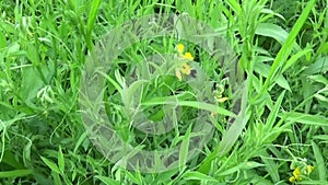 Wild flowers wood cow. Melampyrum nemorosum in the summer meadow