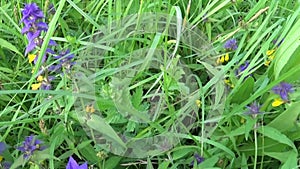 Wild flowers wood cow. Melampyrum nemorosum in the summer meadow