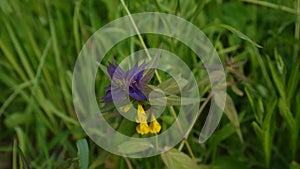 Wild flowers wood cow. Melampyrum nemorosum in the summer meadow