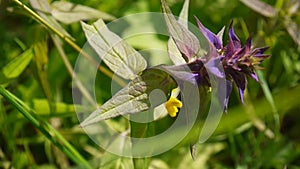 Wild flowers wood cow. Melampyrum nemorosum in the summer meadow