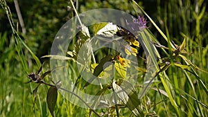 Wild flowers wood cow. Melampyrum nemorosum in the summer meadow