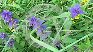 Wild flowers wood cow. Melampyrum nemorosum in the summer meadow