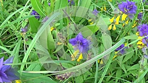 Wild flowers wood cow. Melampyrum nemorosum in the summer meadow