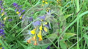 Wild flowers wood cow. Melampyrum nemorosum in the summer meadow