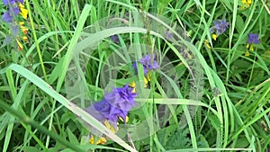 Wild flowers wood cow. Melampyrum nemorosum in the summer meadow