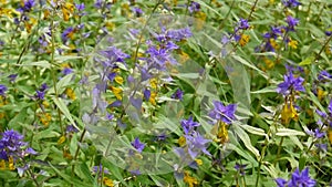 Wild flowers wood cow. Melampyrum nemorosum in the summer meadow