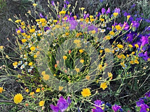 Wild flowers, yellow and purple, in the surroundings of Vitigudino, Spain