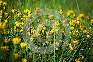 Wild flowers yellow Toadflax (Linaria vulgaris) photo