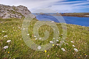 Wild flowery coastline hdr