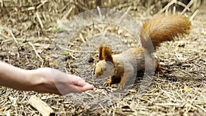 Wild fluffy squirrel taking nuts from female arm and gnawing it outdoor. Cute rodent eating food from hand of young girl