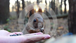 Wild fluffy squirrel taking nuts from female arm and gnawing it at park. Cute rodent eating food from hand of young girl