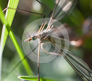 Wild fly chironomidae chironomus riparius