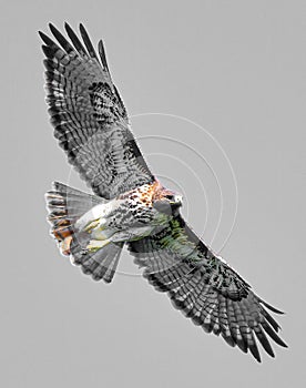 Wild Flying bird of prey, juvenile Red-tailed hawk, Buteo jamaicensis Viewed from below, wings spread, tail flared. Isolated