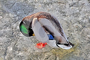 Wild flying and flying birds