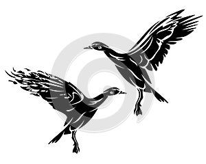 Wild flying duck black and white vector outline