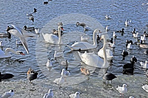 Wild flying and flying