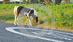 Wild foal