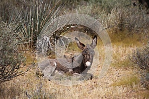 Wild foal having a rest in the Nevada desert