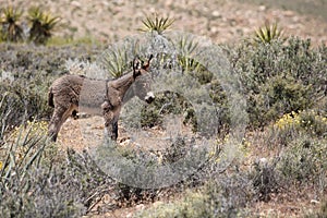 Wild foal sleeping in the Nevada desert