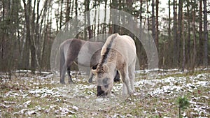 Wild foal tarpan at its mother