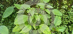 wild foliage by Vintage wall and texture background