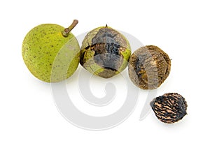 Wild food. Black walnuts in husk and shell isolated