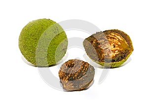 Wild food. Black walnuts in husk and shell isolated photo