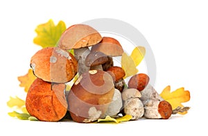 Wild Foraged Mushroom selection isolated on white background, with shadow. Boletus Edulis mushrooms