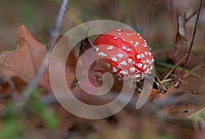 Wild forest amanita mushrooms macro closeup photography