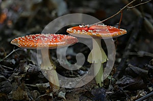Wild forest beauties - mushrooms