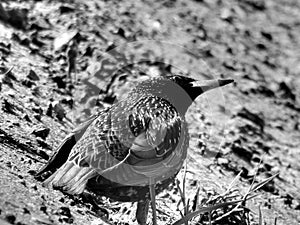 Wild forest bird thrush on black and white image