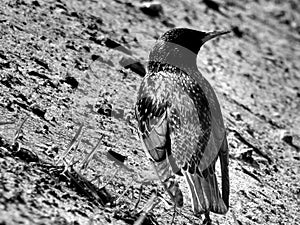 Wild forest bird thrush on black and white image