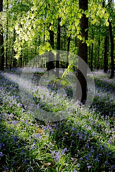 Wild forest bluebells