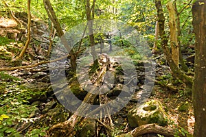 Wild forest in Bornholm island - summer season