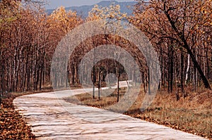 Wild Forest curvy rural road scene with tree along both side