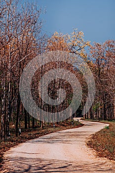 Wild Forest curvy rural road scene with tree along both side