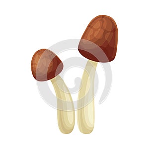 Wild forest edible mushroom with brown cap vector illustration
