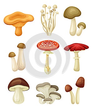 Wild forest edible and poisonous mushrooms set. Chanterelle, Enoki, King tumpet, Fly agaric, Oyster, Porcini vector