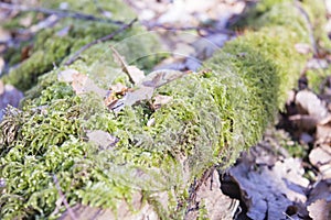 Wild forest, Fallen tree in the forest. Wild forest median strip