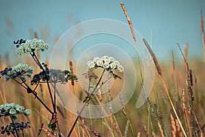 Wild forest grasses and medicinal herbs in the reserve of the Belovezhskaya Pushcha - Bialowieza Forest